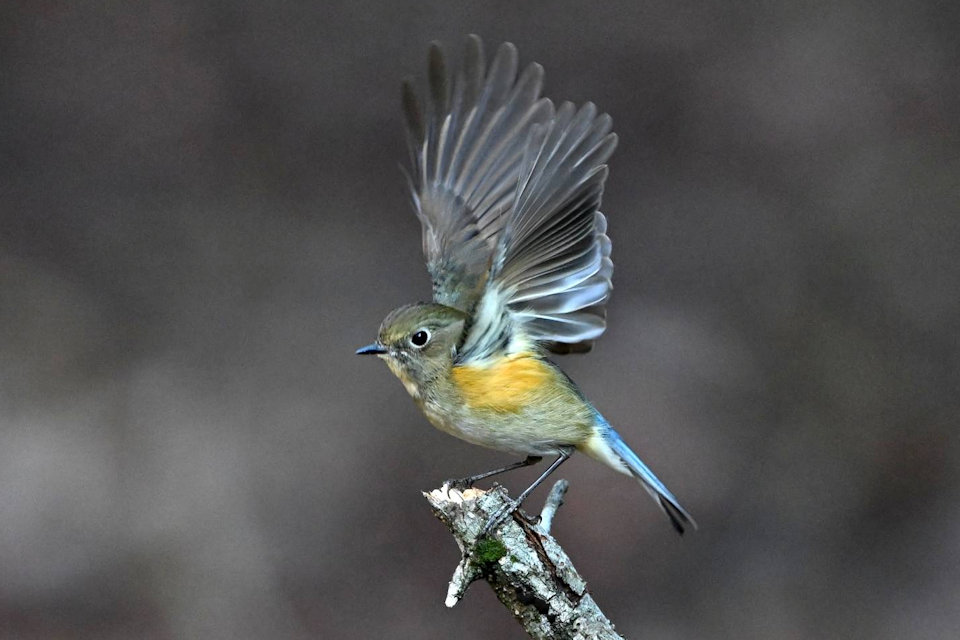 �����r�^�L��